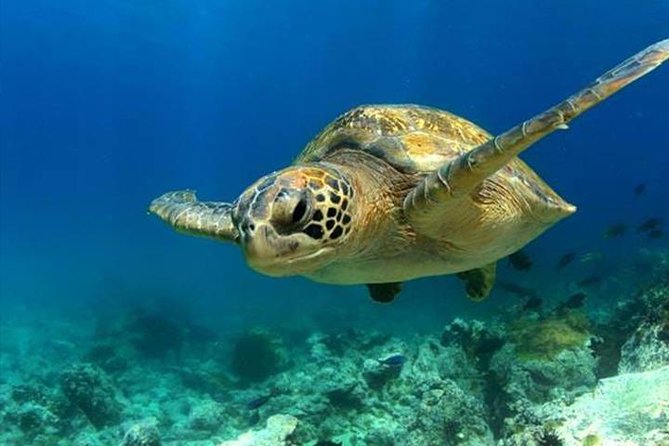 SEA LIFE Manchester Admission Ticket - The Location and Booking Process