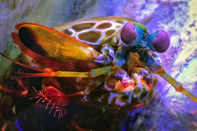 SEA LIFE Michigan Aquarium Admission Ticket - Encountering Marine Creatures: Sharks, Seahorses, and More