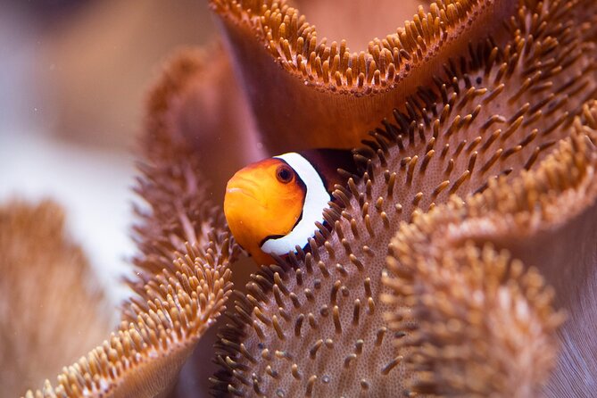 SEA LIFE Munich Admission Ticket - Comparing SEA LIFE Munich to Similar Experiences