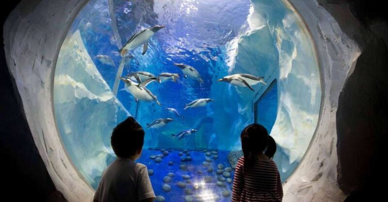 SEA LIFE Paris: Admission Ticket - Visiting the Penguins in the Antarctic Zone