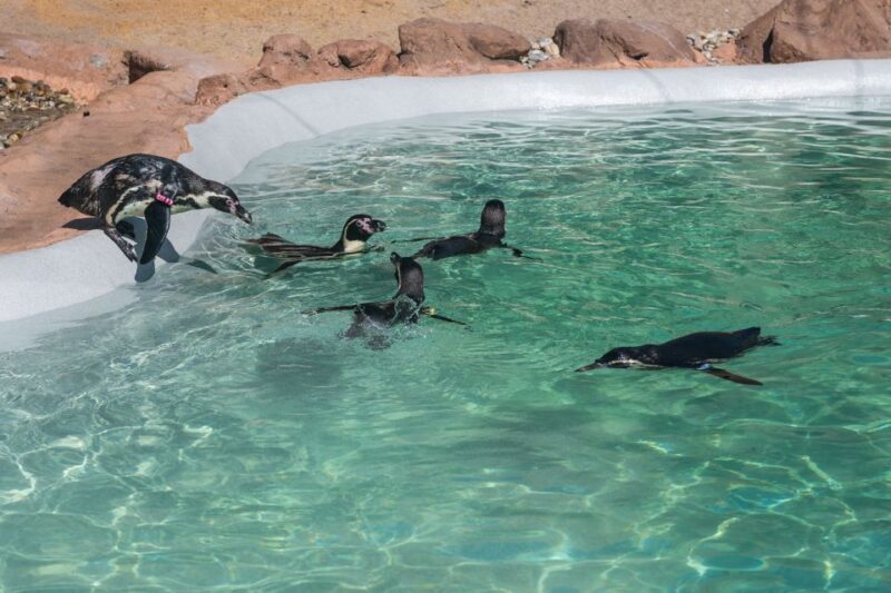 SEA LIFE Porto Full-Day Entrance Ticket - Penguin Island: Discover New Birds in a Dedicated Habitat