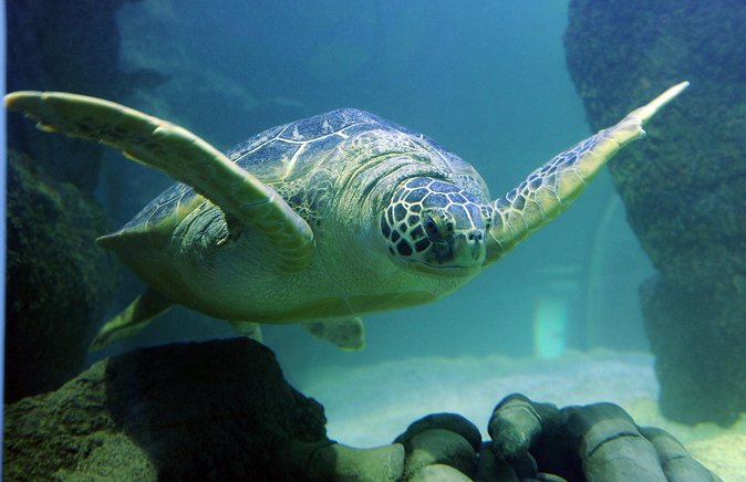 SEA LIFE San Antonio Admission Ticket - Considerations Based on Guest Feedback