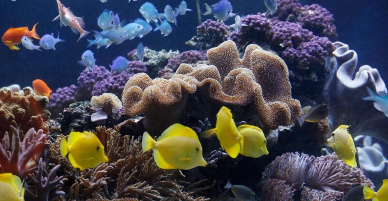 Sea Life Speyer Ticket - Key Points