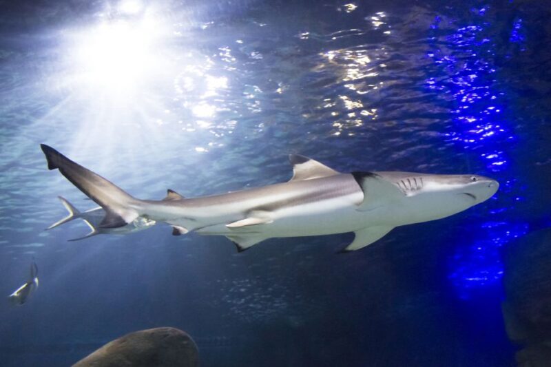 Sea Life Speyer Ticket - What to Expect Inside Sea Life Speyer