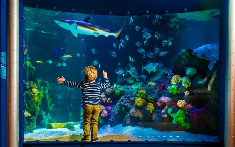 SEA LIFE Timmendorfer Strand Ticket - Explore the Fascinating Underwater World of SEA LIFE Timmendorfer Strand
