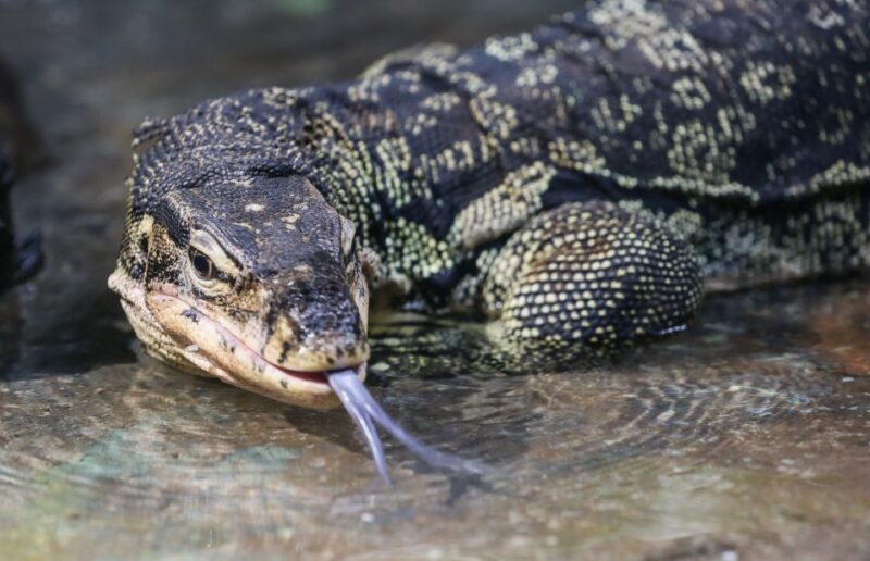 SEA LIFE Timmendorfer Strand Ticket - Encountering Marine and Jungle Animals in Close Proximity