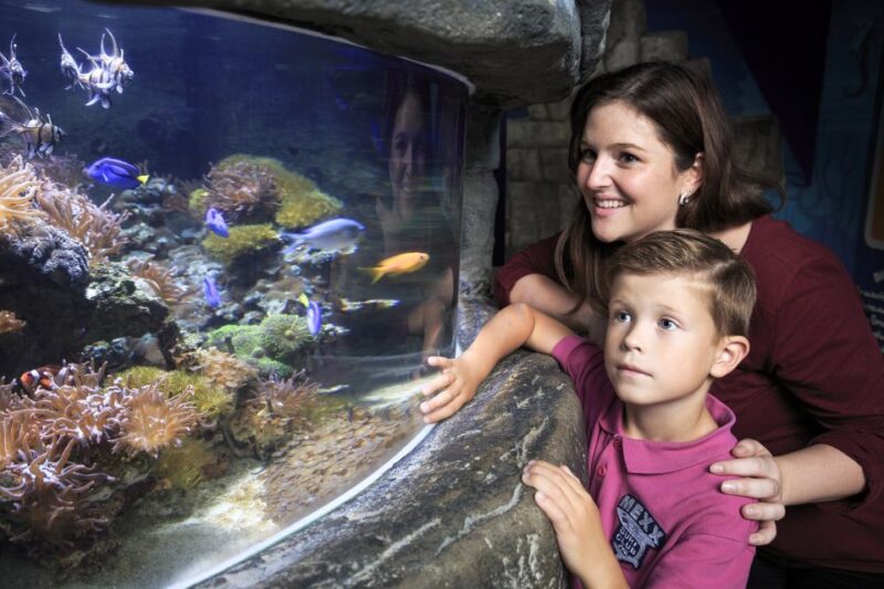 SEA LIFE Timmendorfer Strand Ticket - The Spectacular Glass Tunnel and Ocean Views