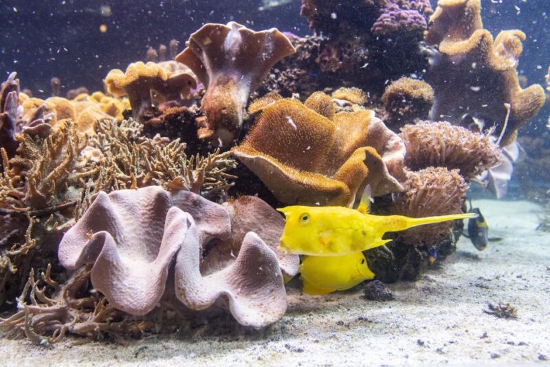 SEA LIFE Timmendorfer Strand Ticket - Practical Information: Tickets, Accessibility, and Facilities