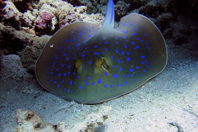 SEA LIFE Weymouth Admission Ticket - The Best for Families and Marine Enthusiasts