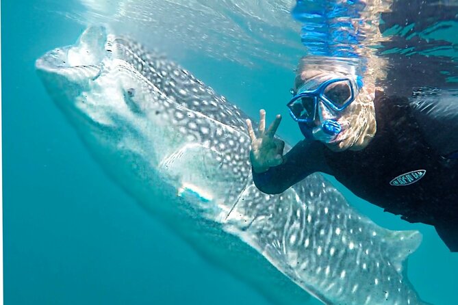Sea of Cortez Combo: Whale Sharks, Sea Lions & Balandra Beach - Key Points
