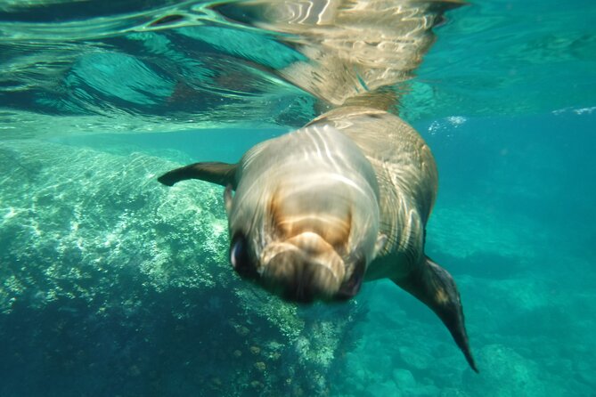 Sea of Cortez Combo: Whale Sharks, Sea Lions & Balandra Beach - Encounter Sea Lions at San Rafaelito Reef