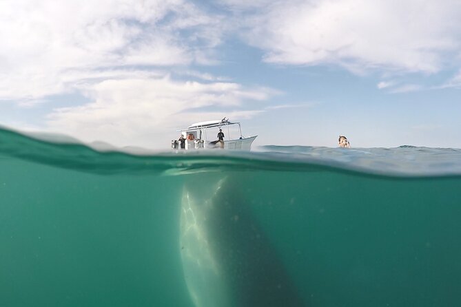 Sea of Cortez Combo: Whale Sharks, Sea Lions & Balandra Beach - Relaxing at Balandra Beach with Paddleboarding and Ceviche
