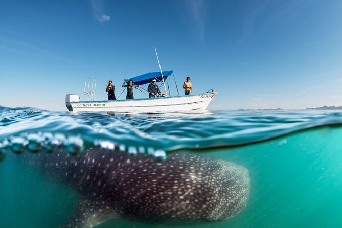 Sea of Cortez Combo: Whale Sharks, Sea Lions & Balandra Beach - Whats Included and Whats Not