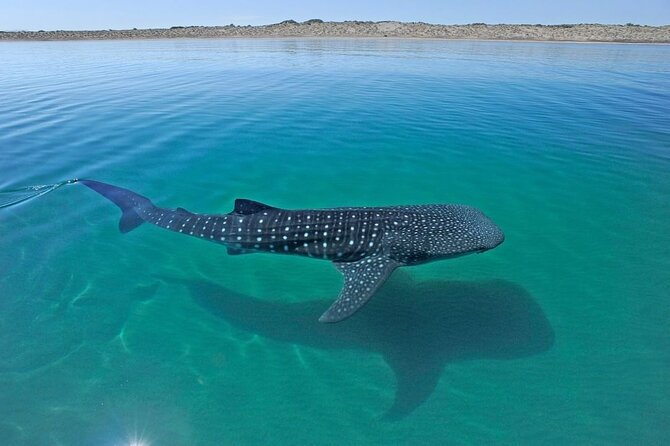 Sea of Cortez Combo: Whale Sharks, Sea Lions & Balandra Beach - Flexibility, Seasonality, and Booking Tips