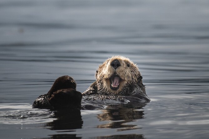 Sea Otter and Whale Watching Tour on Northern Vancouver Island - Comfortable and Well-Equipped Boat for Wildlife Viewing