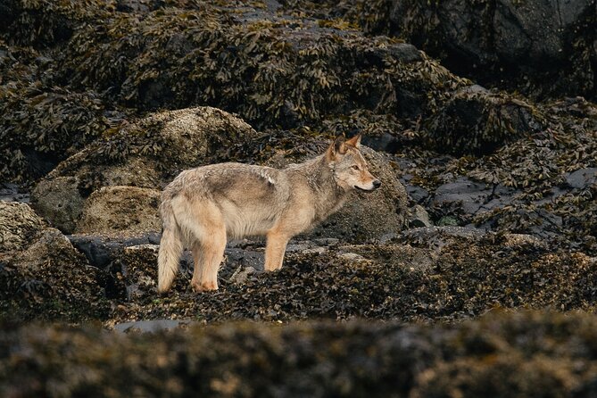 Sea Otter and Whale Watching Tour on Northern Vancouver Island - The Importance of Weather and Booking Flexibility