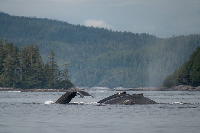 Sea Otter and Whale Watching Tour on Northern Vancouver Island - Who Should Consider This Tour?