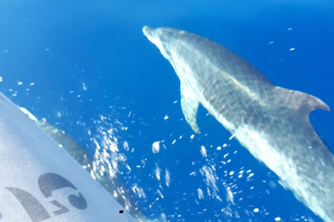 SEA SAFARI, Dolphins, Whales, snorkeling, snack and drink, 2 h speedboat - Food, Drinks, and Refreshments on Board