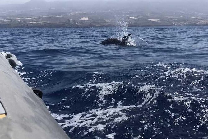 SEA SAFARI Dolphins,Whales, snorkeling, snack, drink, 3h private - Insights from the Reviews: Passionate Guides and Memorable Encounters