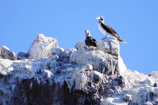 Sea Safari - Explore All The Wonders of The Sea of Cortez - The Abundant Wildlife of the Sea of Cortez