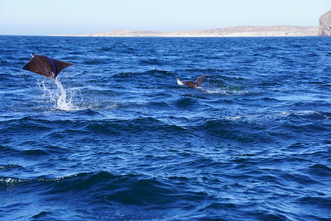 Sea Safari - Explore All The Wonders of The Sea of Cortez - Safety, Group Size, and Certification