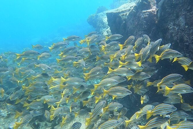 Sea Safari - Explore All The Wonders of The Sea of Cortez - Flexibility and Cancellation Policy