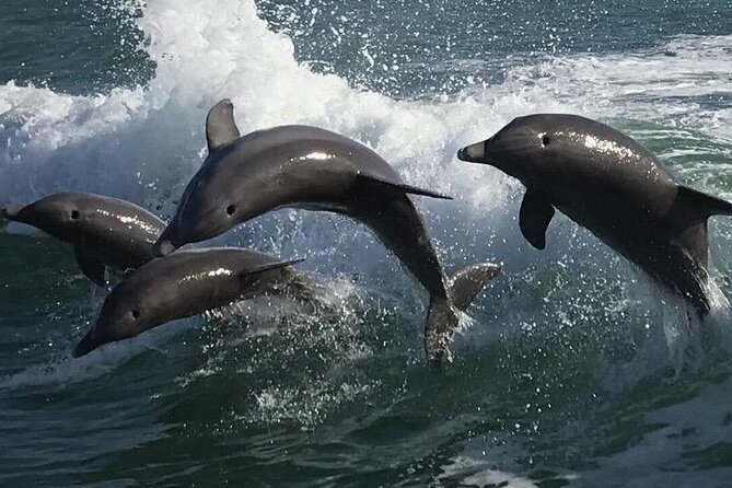 Sea Screamer Clearwater's Only Speed Boat Dolphin Watching - Clearwaters Largest Dolphin Speed Boat Tour