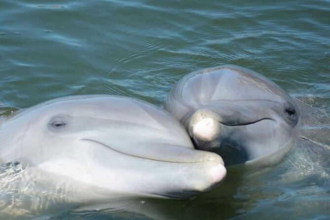 Sea Thunder Cruise-2 Hour Tour Surrounded by Dolphins in S.C - Value and Booking Insights