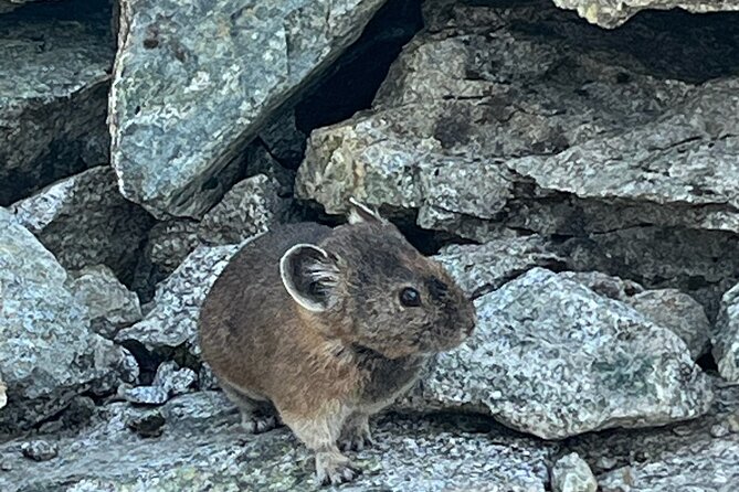 Sea to Sky Hiking Adventure - Discovering Iconic Viewpoints and Natural Landmarks