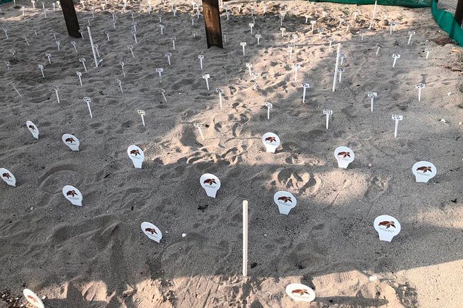 Sea Turtle Release  A Puerto Vallarta Conservation Adventure - Practical Details: Logistics and What’s Included