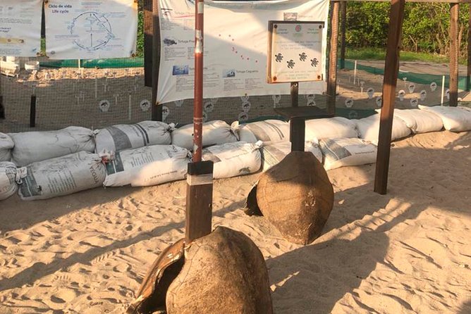 Sea Turtle Release  A Puerto Vallarta Conservation Adventure - What to Expect During the Beach Walk and Release