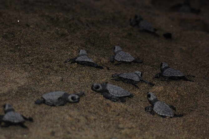 Sea Turtle Release  A Puerto Vallarta Conservation Adventure - The Conservation Impact and Why It Matters