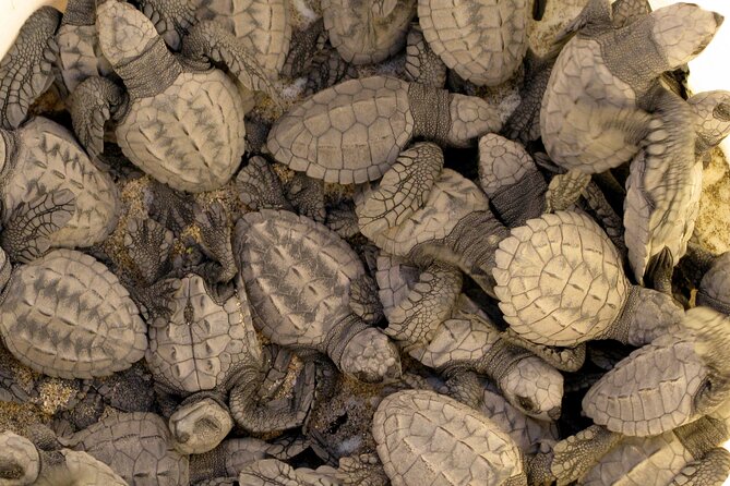 Sea Turtle Release  A Puerto Vallarta Conservation Adventure - The Experience for Families and Solo Travelers