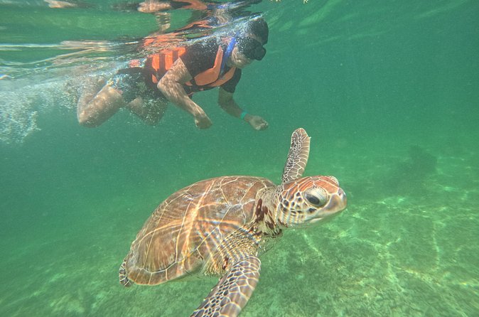 Sea Turtle Snorkeling in Akumal - Guides and Their Role in the Tour