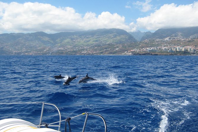 Seaborn Catamaran trips - Marine Wildlife Spotting: Dolphins, Whales, and Turtles