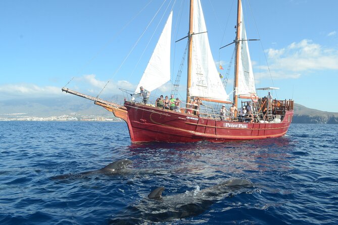 Sealife Dolphin & Whale Watching aboard Portuguese schooner - Meeting Point and Departure Details in Los Cristianos