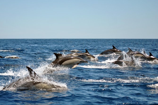 Sealife Sea Safari, Dolphin Watching with Marine Biologist's Lagos - Key Points