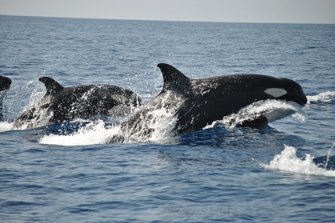 Sealife Sea Safari, Dolphin Watching with Marine Biologist's Lagos - What Marine Animals Will You Likely See?