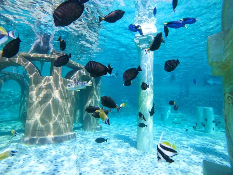 Seapark: Swimming in Pool Aquarium with Authentic Creatures - Convenient Transfers and Practical Amenities