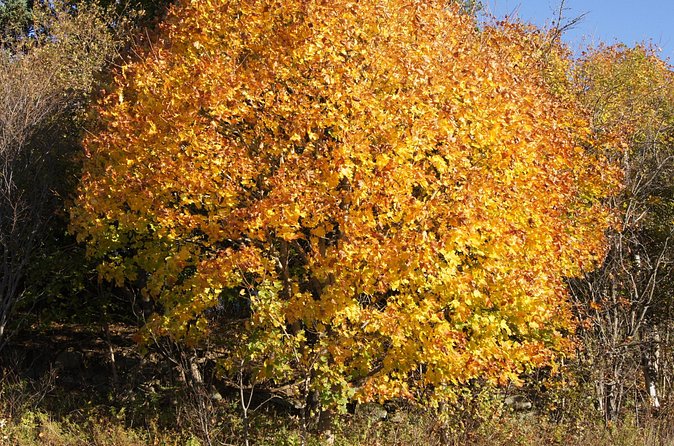 Seascape Excursions of Nova Scotia - The Sum Up: An Authentic Halifax Experience Focused on Maritime Heritage
