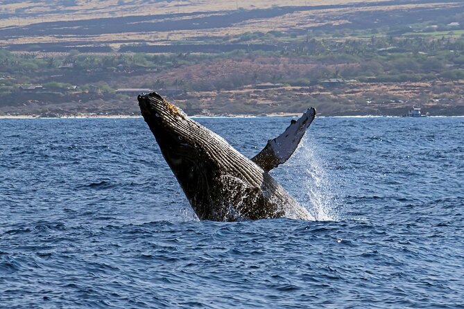 Seasonal Small-Group Humpback Whale Watching in Kona - Key Points