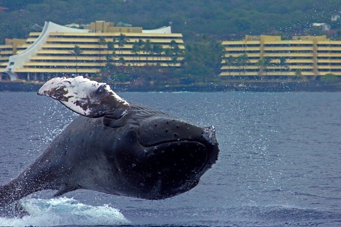 Seasonal Small-Group Humpback Whale Watching in Kona - Experience the Pacific Humpback Migration Season