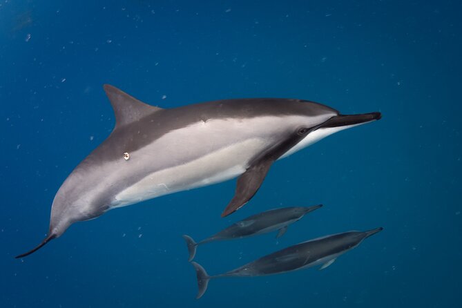 Seasonal Small-Group Humpback Whale Watching in Kona - Whale Song Listening with Underwater Hydrophone