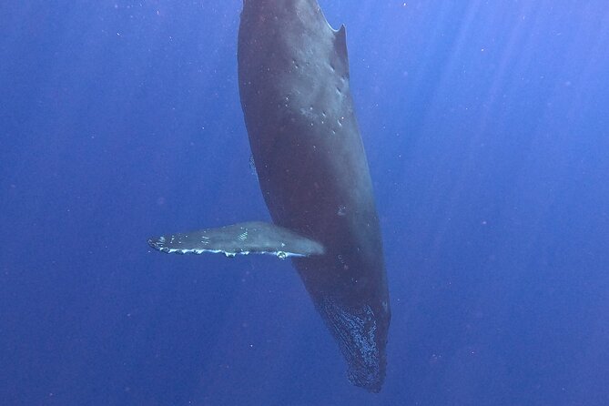 Seasonal Small-Group Humpback Whale Watching in Kona - Included Snacks and Beverages for a Refreshing Outing