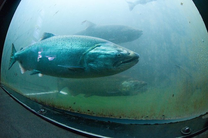 Seattle City and Snoqualmie Falls Half-Day Guided Tour - Ballard Locks and Fish Ladder (Seasonally)