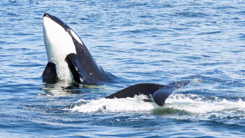 Seattle: Half-Day Wildlife and Whale Watching Cruise - Key Points