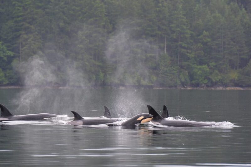 Seattle: Half-Day Wildlife and Whale Watching Cruise - Marine Wildlife You Can Expect to See