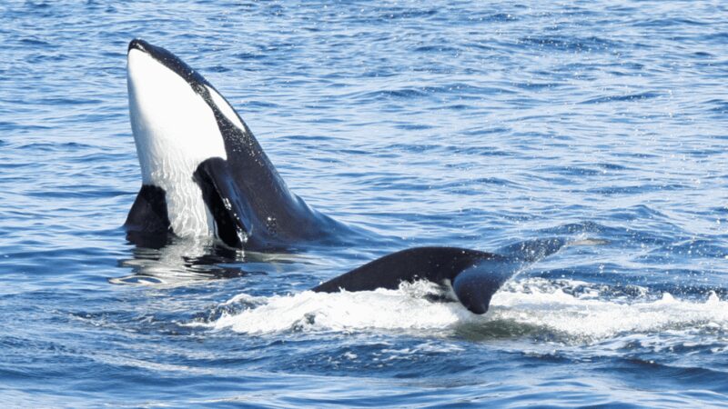 Seattle: Half-Day Wildlife and Whale Watching Cruise - Naturalist Guides and Informative Commentary