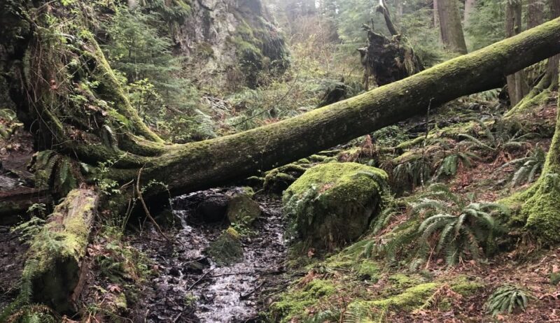 Seattle: Snoqualmie Falls and Twin Falls Guided Tour - Exploring Snoqualmie Falls