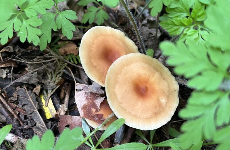 Seattle: Snoqualmie Falls and Twin Falls Guided Tour - The Biodiversity and Ecology of the Pacific Northwest